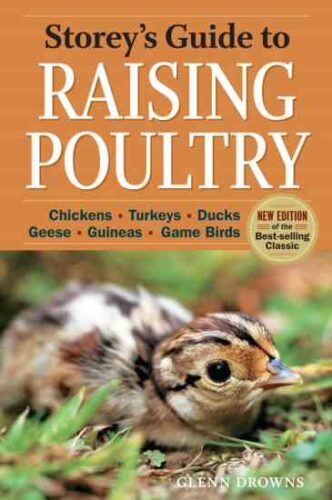 A Guide to Raising Guinea Fowl